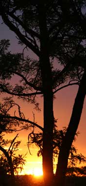 Photo of a tree and the sunset